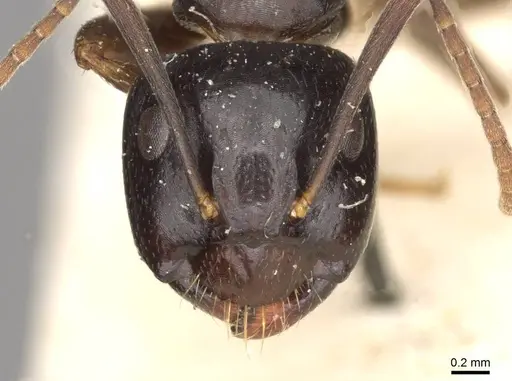 Camponotus friedae - CASENT0910283