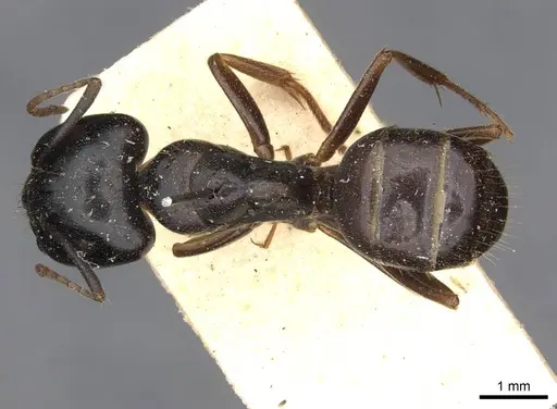 Camponotus friedae - CASENT0910284