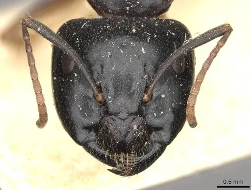 Camponotus friedae - CASENT0910284