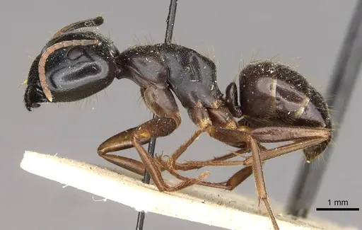 Camponotus friedae - CASENT0910284