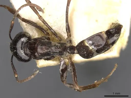 Camponotus friedae - CASENT0910285