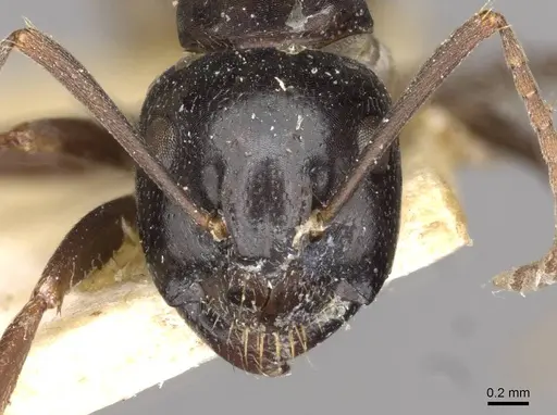 Camponotus friedae - CASENT0910285