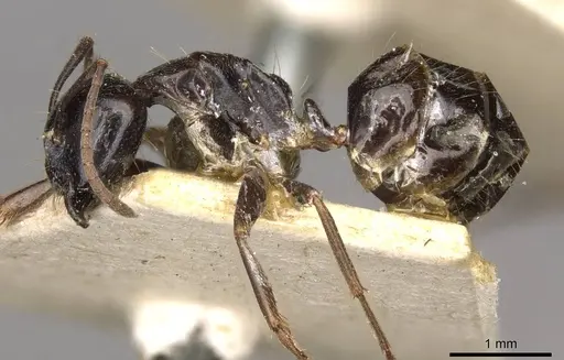 Camponotus friedae - CASENT0910285