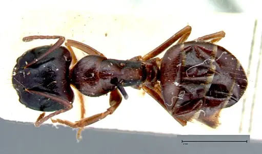 Camponotus friedae - FOCOL0106
