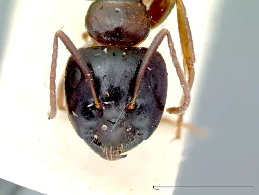 Camponotus friedae - FOCOL0106