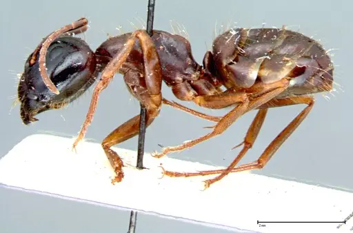 Camponotus friedae - FOCOL0106