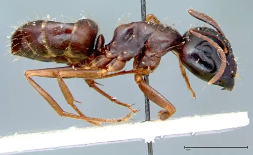 Camponotus friedae - FOCOL0106