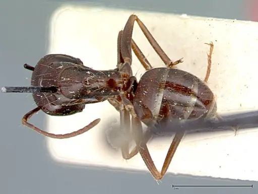 Camponotus friedae - FOCOL0107