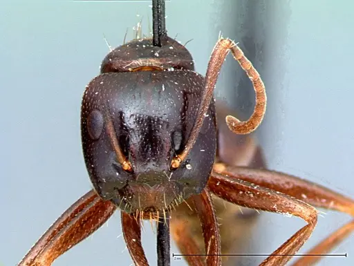 Camponotus friedae - FOCOL0107