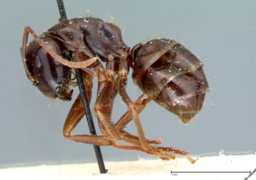 Camponotus friedae - FOCOL0107