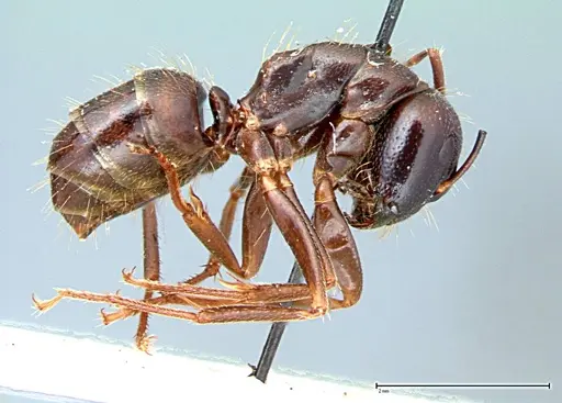Camponotus friedae - FOCOL0107