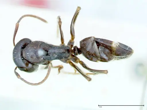 Camponotus friedae - FOCOL0108