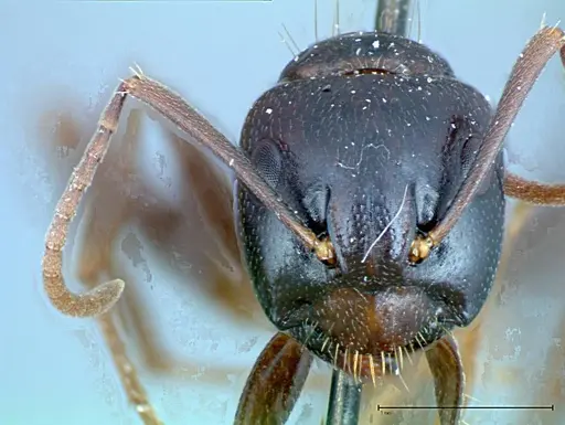 Camponotus friedae - FOCOL0108