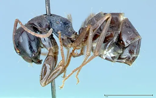 Camponotus friedae - FOCOL0108