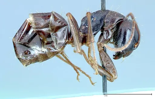 Camponotus friedae - FOCOL0108