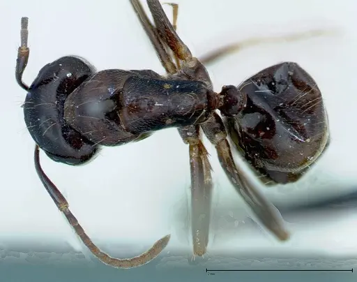 Camponotus friedae - FOCOL0109