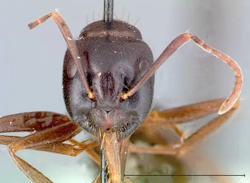 Camponotus friedae - FOCOL0109