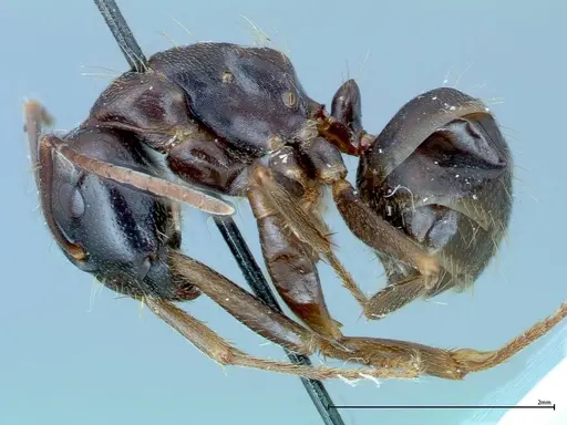 Camponotus friedae - FOCOL0109
