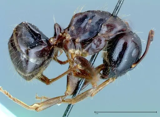 Camponotus friedae - FOCOL0109