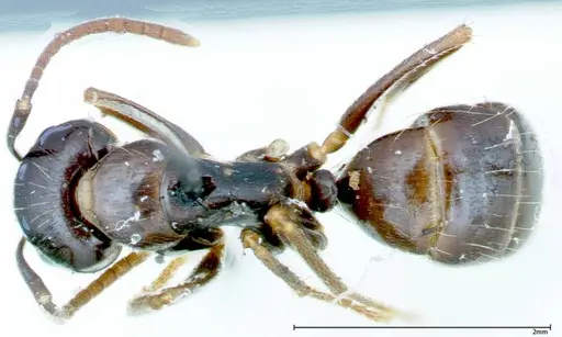 Camponotus friedae - FOCOL0110