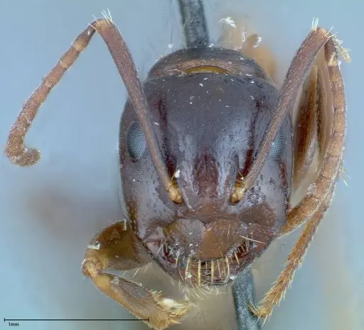 Camponotus friedae - FOCOL0110
