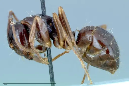 Camponotus friedae - FOCOL0110