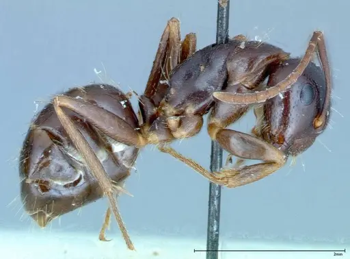 Camponotus friedae - FOCOL0110