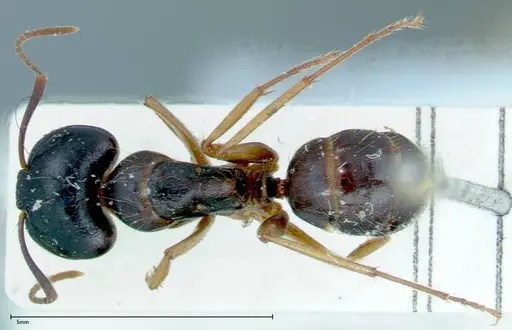 Camponotus friedae - FOCOL0111