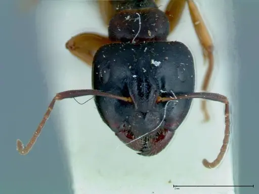 Camponotus friedae - FOCOL0111