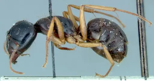 Camponotus friedae - FOCOL0111