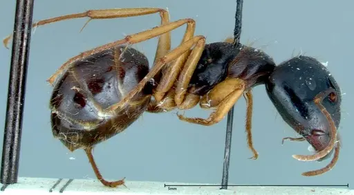 Camponotus friedae - FOCOL0111