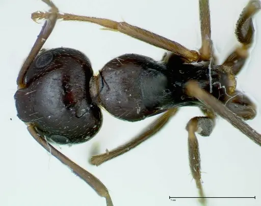 Camponotus friedae - FOCOL0112