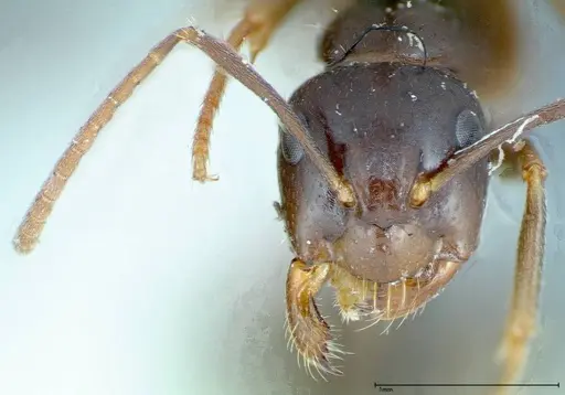 Camponotus friedae - FOCOL0112
