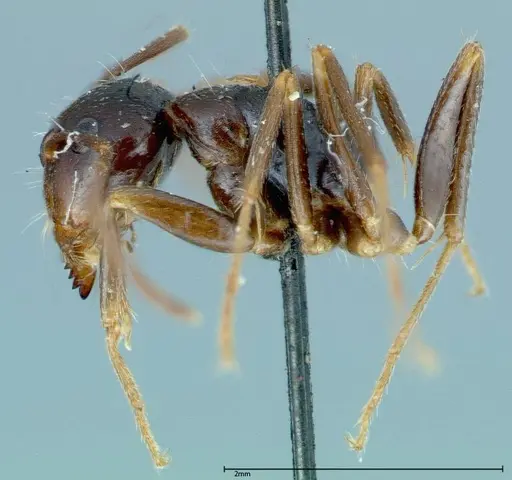 Camponotus friedae - FOCOL0112