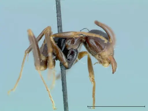 Camponotus friedae - FOCOL0112