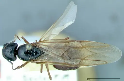 Camponotus friedae - FOCOL0113