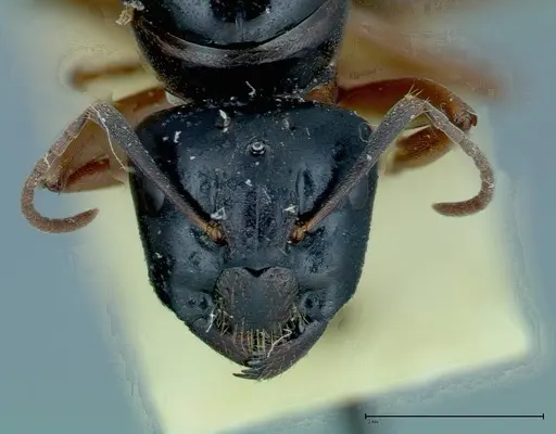 Camponotus friedae - FOCOL0113