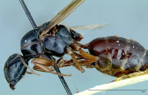 Camponotus friedae - FOCOL0113