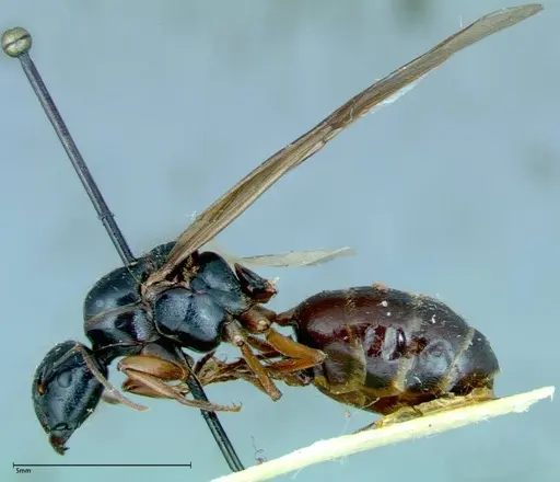 Camponotus friedae - FOCOL0113