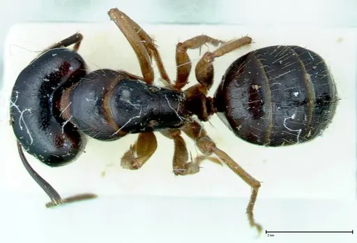 Camponotus friedae - FOCOL0114