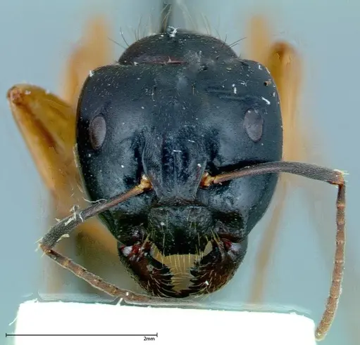 Camponotus friedae - FOCOL0114