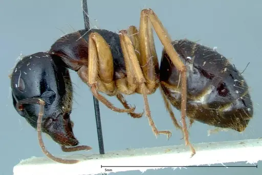 Camponotus friedae - FOCOL0114