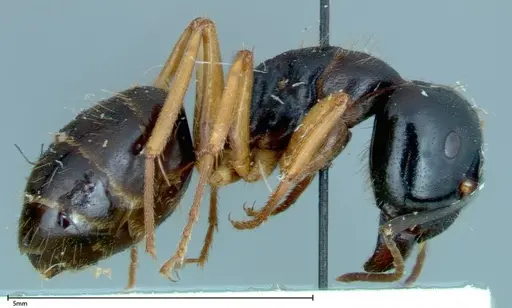 Camponotus friedae - FOCOL0114