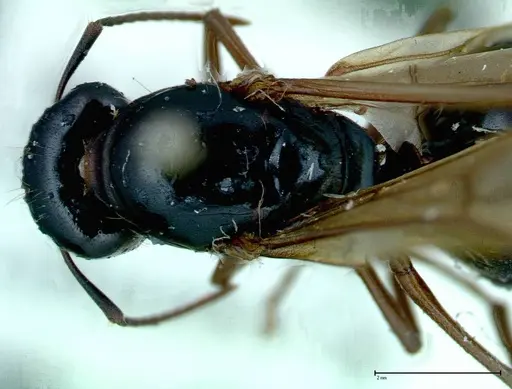Camponotus friedae - FOCOL0115