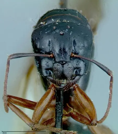 Camponotus friedae - FOCOL0115