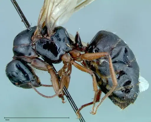 Camponotus friedae - FOCOL0115