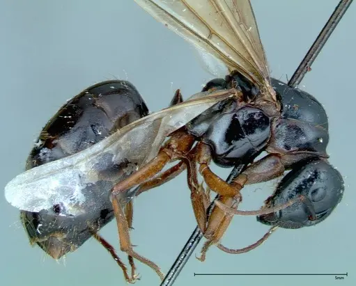 Camponotus friedae - FOCOL0115