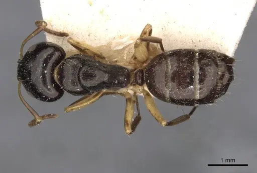 Camponotus froggatti specimen