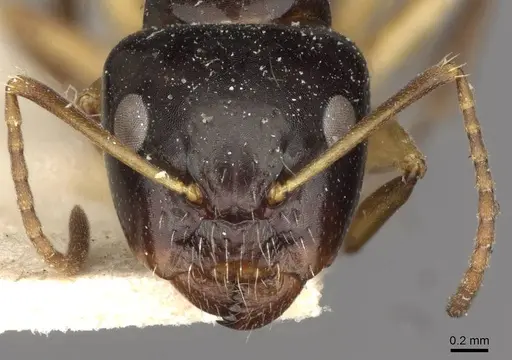 Camponotus froggatti specimen