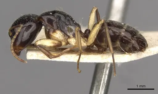 Camponotus froggatti specimen
